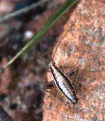 Saltoblattella