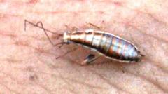 Saltoblattella