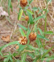 Centaurea × gerstlaueri