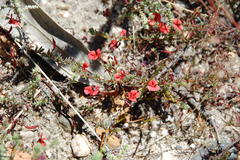 Indigofera filicaulis
