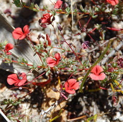 Indigofera filicaulis