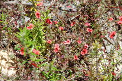 Indigofera filicaulis