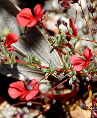 Indigofera filicaulis