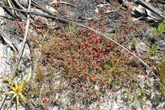Indigofera filicaulis