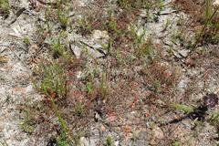 Indigofera filicaulis