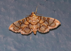 Pseudopyrausta acutangulalis