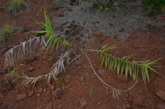 Flagellaria neocaledonica