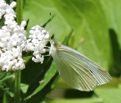 Pieris rapae