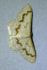 Idaea iodesma