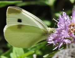 Pieris rapae