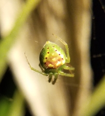 Araneus cingulatus
