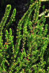 Cliffortia subsetacea