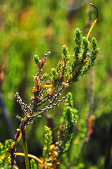 Cliffortia subsetacea