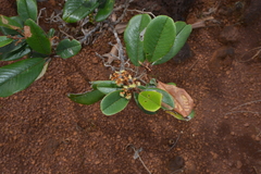 Alphitonia neocaledonica