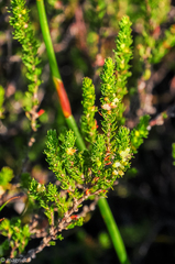 Cliffortia subsetacea