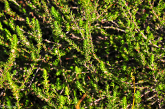 Cliffortia subsetacea