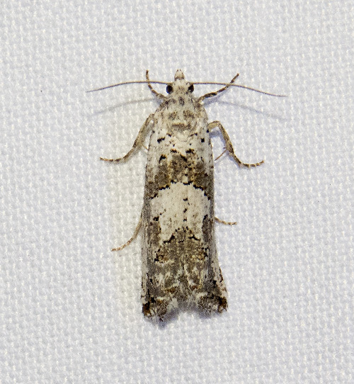 Pelochrista snyderana