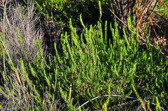 Cliffortia subsetacea