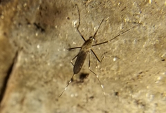 Aedes canadensis canadensis
