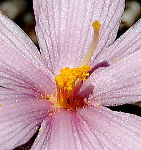 Gethyllis spiralis