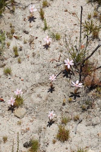 Gethyllis spiralis