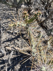 Cylindropuntia molesta
