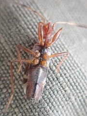 Slaterobius insignis