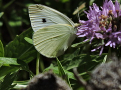Pieris rapae