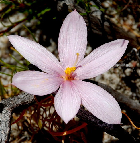 Gethyllis spiralis