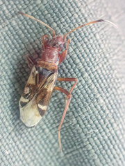 Slaterobius insignis