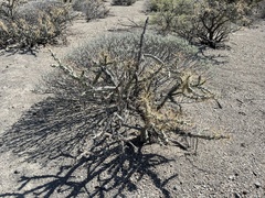 Cylindropuntia molesta