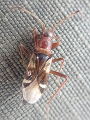 Slaterobius insignis