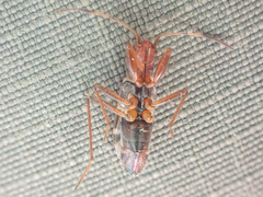 Slaterobius insignis