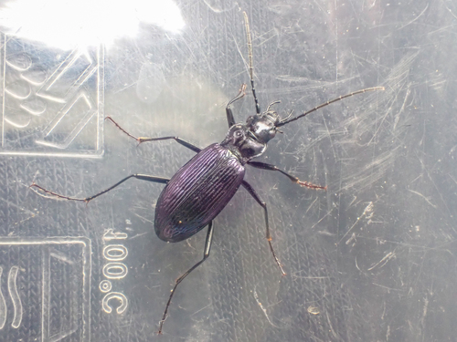 Nebria meanyi photo 2