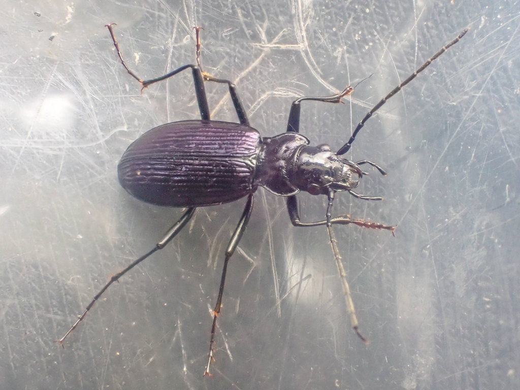 Nebria meanyi