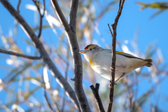 Pardalotus rubricatus