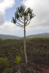 Araucaria goroensis