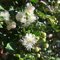 Luma