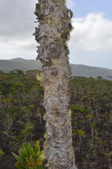 Araucaria goroensis