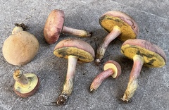 Boletus patrioticus