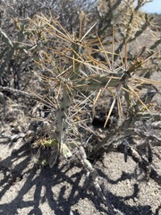 Cylindropuntia molesta molesta
