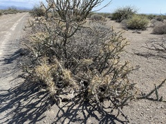 Cylindropuntia molesta molesta