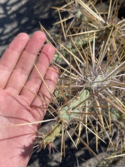 Cylindropuntia molesta molesta