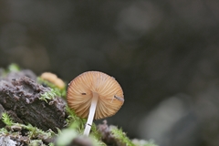 Pluteus seticeps
