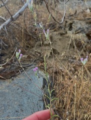 Lessingia leptoclada