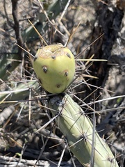 Cylindropuntia molesta molesta