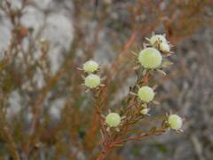 Leucadendron levisanus