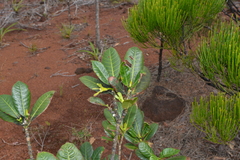 Gardenia aubryi