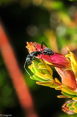 Camponotus niveosetosus