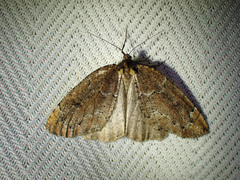 Spodolepis substriataria